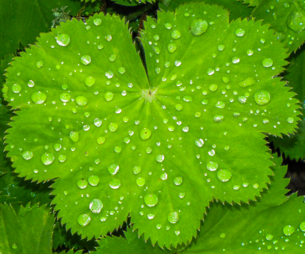 'Pattern upon Pattern' by Richard Wimbush, Norton Radstock u3a